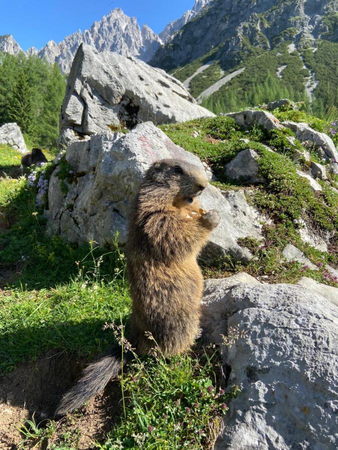 Haus Sonnleitner Apartment Ramsau am Dachstein Ngoại thất bức ảnh